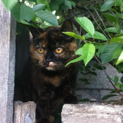 Сергей Романов, 39 лет