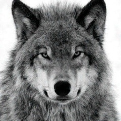 Владимир Гришилов, 45 лет