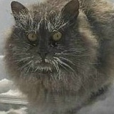 Андрей Надольский