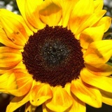 Виктория Цай