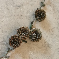 Петр Власов