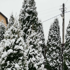 Даниил Садовой