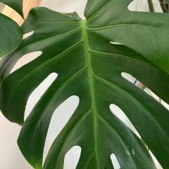 Андрей Константинов