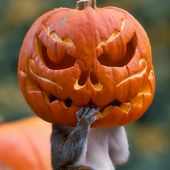 Рустам Шарипов