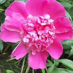 Ира Пирсанова, 26 лет