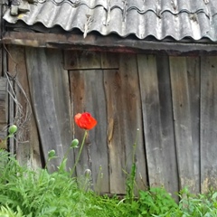 Мария Берлова