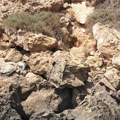 Арианна Тамарян