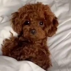 Индира Даминова, 37 лет