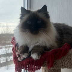 Елена Казакова, 41 год