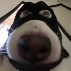 Кирилл Шестаков, 38 лет