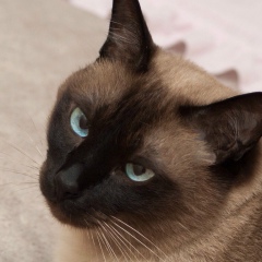 Димон Иванов