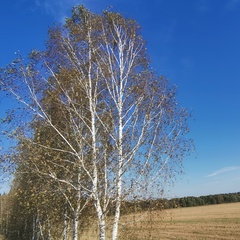 Даниил Садовой