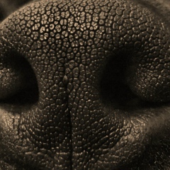 Максим Рыженко, 38 лет