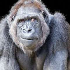 Иван Журавлев, 39 лет