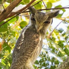 Надежда Сомкина