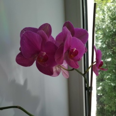 Надежда Вербилова