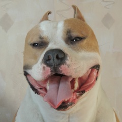 Андрей Герасенко