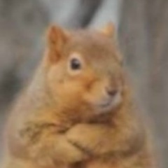 Белла Амельчук, 40 лет