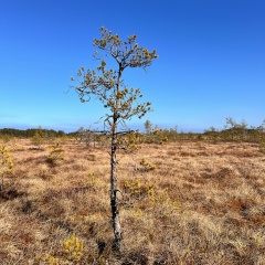 Алина Хабипова, 46 лет