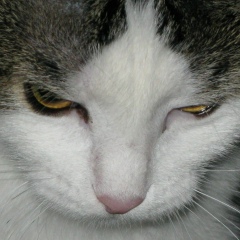 Алексей Маянц, 37 лет