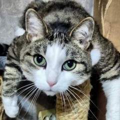 Антон Шабалин