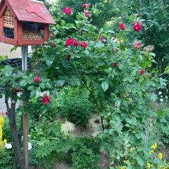 Настя Семенова, 41 год