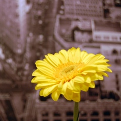 Таня Загорская, 38 лет